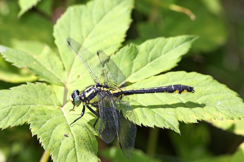 Odonata da ID-confermare